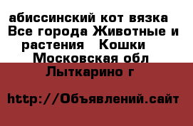 абиссинский кот вязка - Все города Животные и растения » Кошки   . Московская обл.,Лыткарино г.